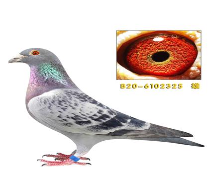 �Ͽ� ������325