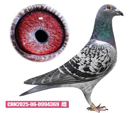 ����-����ƥ��369