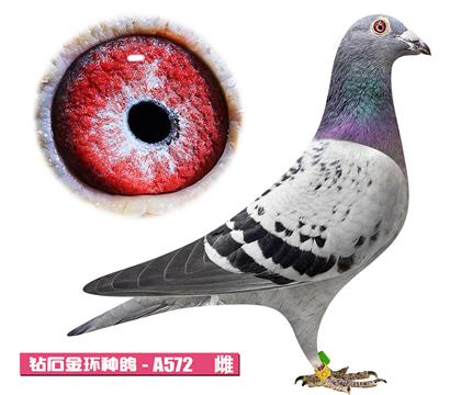 ������-�޵м���A572