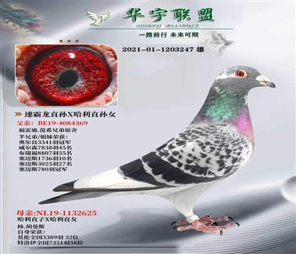 �ٰ���ֱ��X����ֱ��Ů �����ָ�