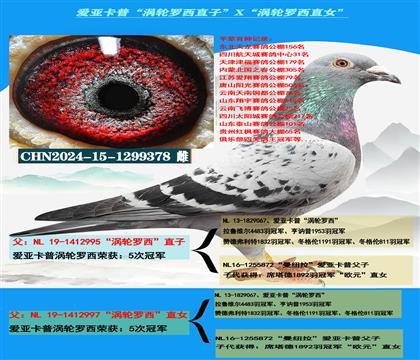 ���ص��Ƽ������ǿ��ա���������ֱ�ӡ�X����������ֱŮ��