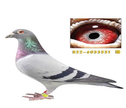 ˹̩��Ͷ�˹��ֱ��551