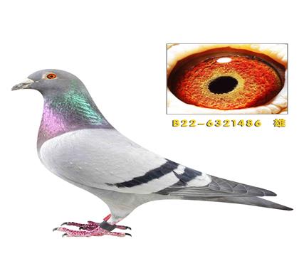 �����ر�ʱ��911���׻�Ѫ486