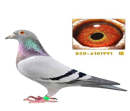 �ƶ���·������003���׻�Ѫ����991