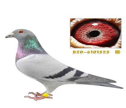 �ƶ���·������003���׻�Ѫ����525