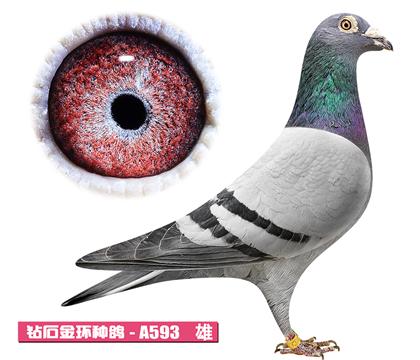 ����-����ƥ��A593