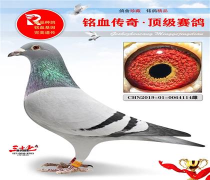 ����˫�ظ���17����������ĸ