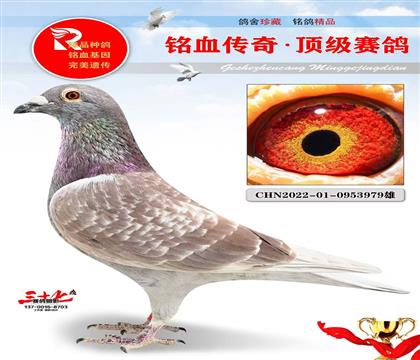 ���ǡ�801��������ʯ ֱ�������