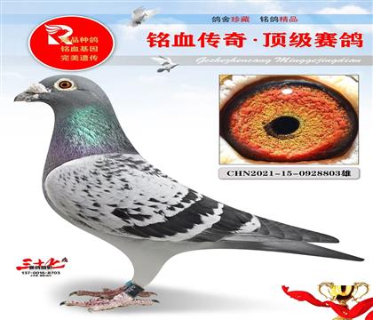 ���蹫��˫�ظ���6��