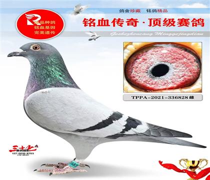 ����4�عھ�ֱŮ