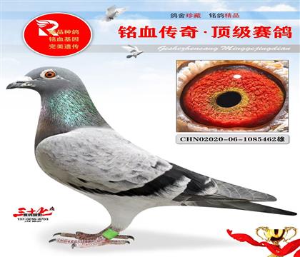 �ٶȲ����ش���ֱ��