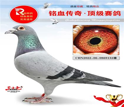 �ٶȲ����ػ�Ѫֱ��