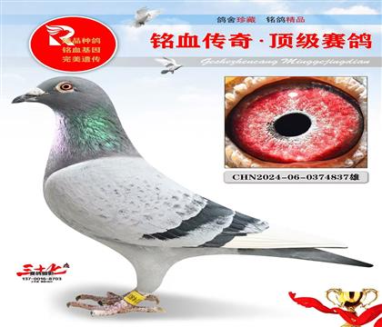 24����õ�һֻ