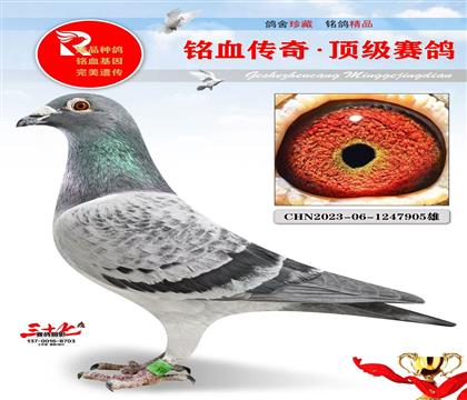 �ٶȲ����ػ�Ѫֱ��