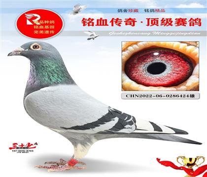 ��Ѫ���ض�