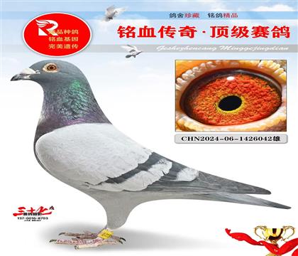 �ٶȲ�����ֱ�ӡ�ֱŮ