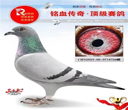 �ٶȿ�ħ����������˹