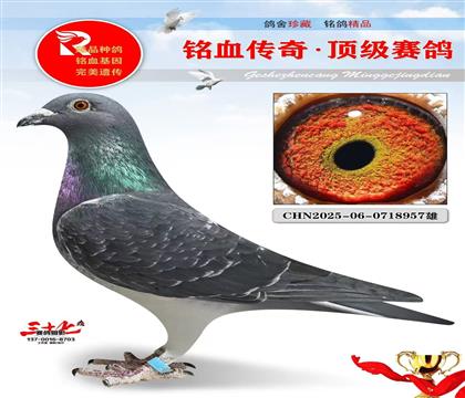 ���š�Ұ������Ѫ