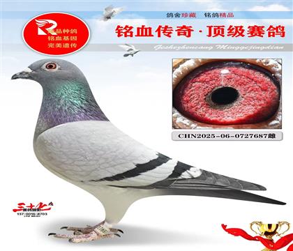 ���������ƽ���Ӵ�