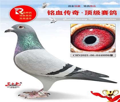 �ٶȲ��������ֱ�ӡ�ֱŮ