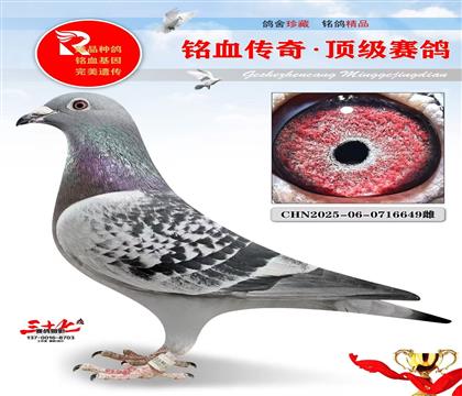 ���ˡ�ղɭ��������