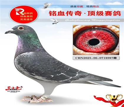 ��Ӧ�ݺں������Ŵ����ر��