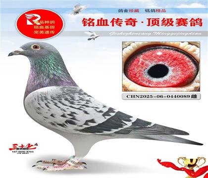 ��������ƽ������