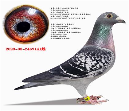 �����ˡ������޵С���������X�������޵С�ֱ��Ů