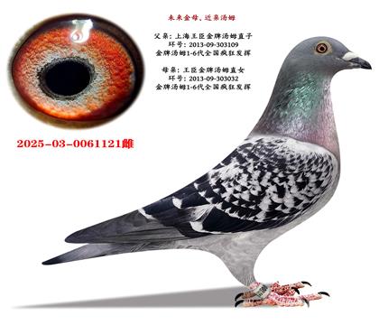 ���������ָ롢�Ϻ�������������ķ��ɣ��ʿ