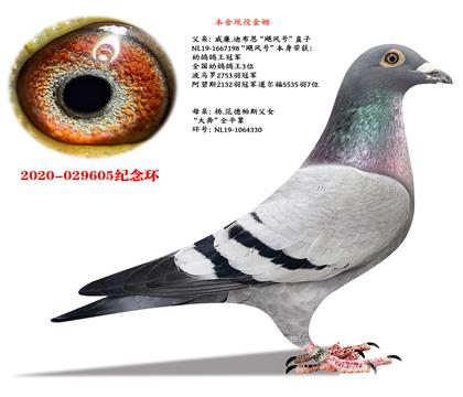 �����ϲ�����쫷��ֱ��X�����˹�󱼡�ȫƽ��