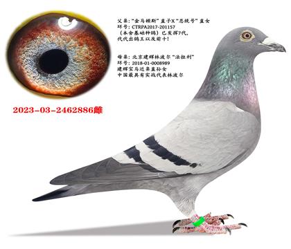 ����˹������˹����ͳ�š�X���������ֲ���������