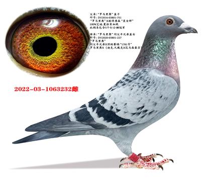 ����ר��Ѫͳ���������ֱ��X�������ֱŮ