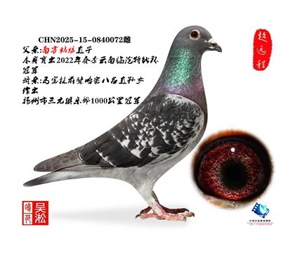 典藏·伯马冠军父&千公里冠军娘