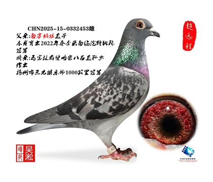 千公里冠军之母&南方姑娘直子