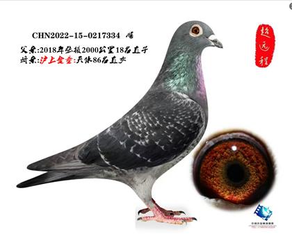 吴淞小圆头·张掖18名直子&天水86女儿