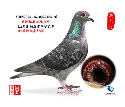 吴淞跃龙鸟·雌485