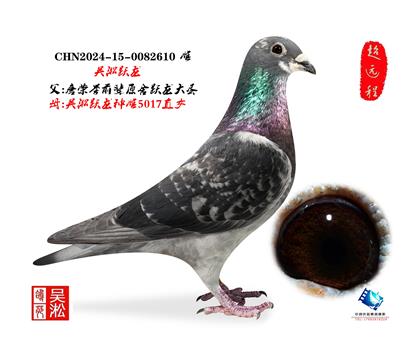 吴淞跃龙鸟·雌610