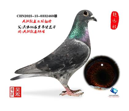 吴淞跃龙鸟·雄460