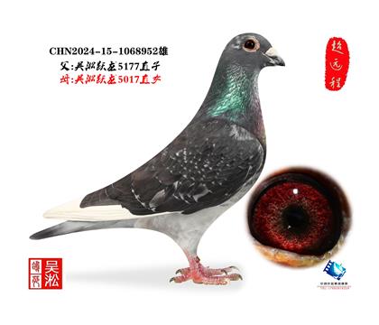 吴淞跃龙鸟·952