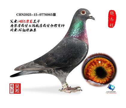 吴淞跃龙鸟·雄065