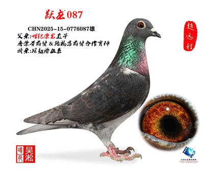 吴淞跃龙鸟·雄087