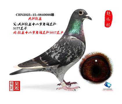 吴淞跃龙鸟·雄088