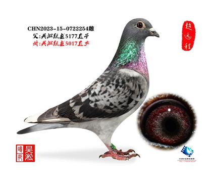 吴淞跃龙鸟·雄254