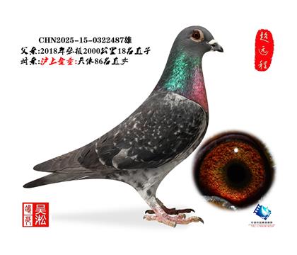 吴淞跃龙鸟·雄487