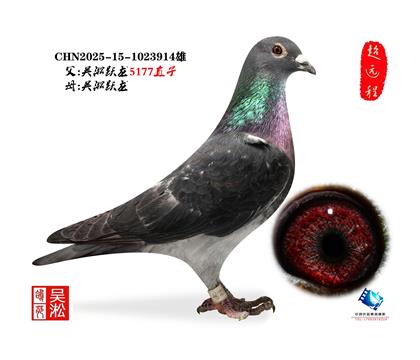 吴淞跃龙鸟·雄914