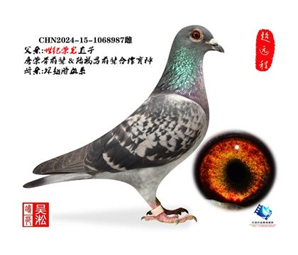 吴淞跃龙鸟·雄987