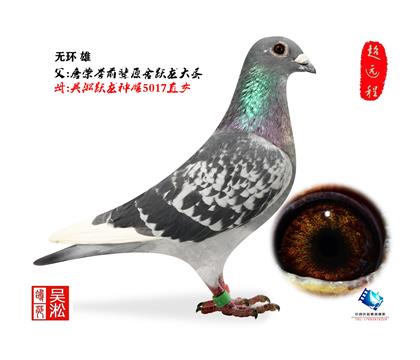 赠送鸽! 吴淞跃龙雄