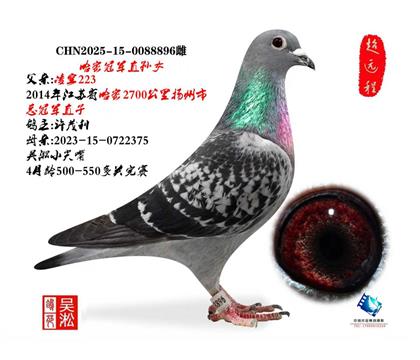 典藏:哈密冠军直孙女:223x375直女