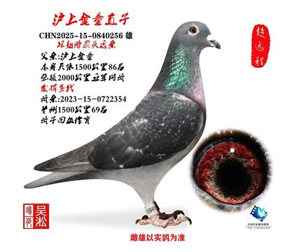 典藏:沪上金童直子