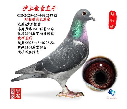 典藏:沪上金童直子 257